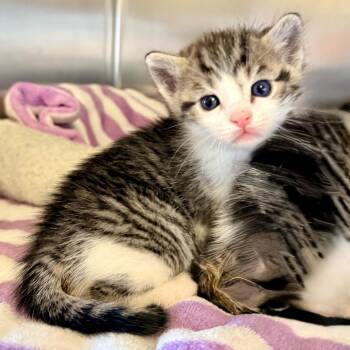 Shovel -  Domestic Short Hair Cat for Adoption in Palm Springs, California - Shovel | PetCurious