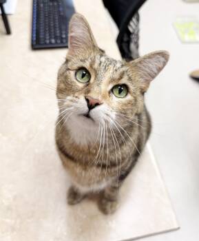 Maddie - friendly adorable tabico girl -  Tabby Cat for Adoption in Neenah, Wisconsin - Maddie - Friendly Adorable Tabico Girl | PetCurious