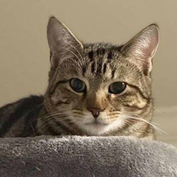 Rescue Domestic Short Hair Cats for Adoption in Atlanta, Georgia - Thorin | PetCurious