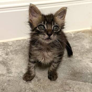 Domestic Short Hair Cats Available for Adoption in Austin, Texas - Vixie 12 | PetCurious