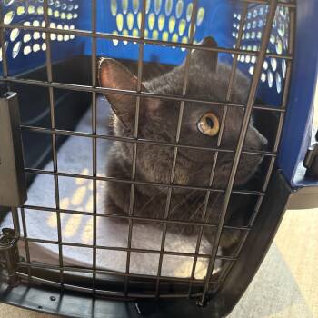 Nova -  Domestic Short Hair Cat for Adoption in Greensboro, North Carolina - Nova | PetCurious