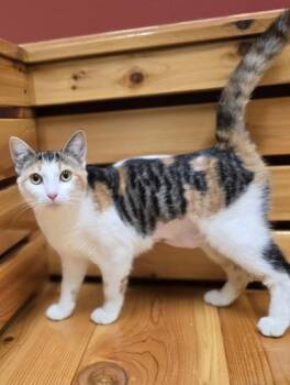 Rescue Domestic Short Hair Cats for Adoption in Woodstock, Illinois - March | PetCurious