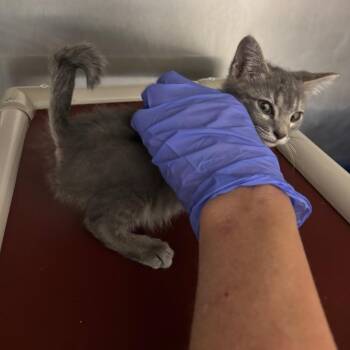 Crimp -  Domestic Short Hair Cat for Adoption in Kanab, Utah - Crimp | PetCurious