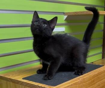 STUART -  Domestic Short Hair Cat for Adoption in St. Peters, Missouri - STUART | PetCurious