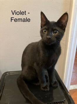 Rescue Domestic Short Hair Cats for Adoption in Mount Pleasant, South Carolina - Violet | PetCurious