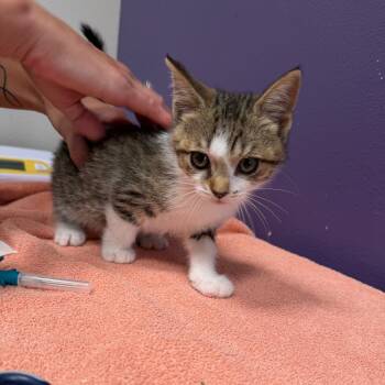 Domestic Short Hair Cats Available for Adoption in Englewood, Florida - Inky | PetCurious