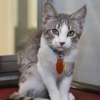 Neutron -  Domestic Short Hair Cat for Adoption in Port Washington, New York - Neutron | PetCurious