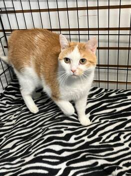 Rescue Domestic Short Hair Cats for Adoption in Richmond, Kentucky - Bliss | PetCurious