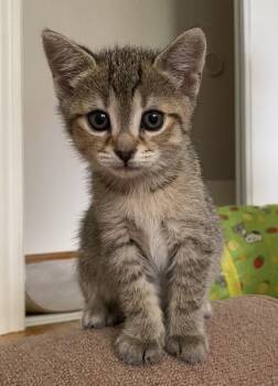 Earl -  Tabby Cat for Adoption in Hamilton, Ontario - Earl | PetCurious