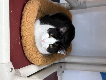 Rescue Domestic Short Hair Cats for Adoption in Black River Falls, Wisconsin - Jessie | PetCurious