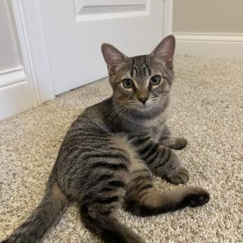 Gus Gus -  Domestic Short Hair Cat for Adoption in Evansville, Indiana - Gus Gus | PetCurious