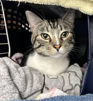 Domestic Short Hair Cats Available for Adoption in Maple Ridge, British Columbia - Peter Rabbit  | PetCurious