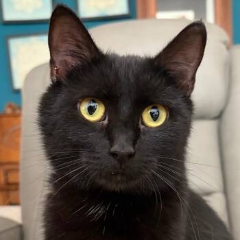 Domestic Medium Hair Cats Available for Adoption in West Des Moines, Iowa - Moonlight | PetCurious