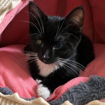 Harvey -  Domestic Short Hair Cat for Adoption in La Grange, Kentucky - Harvey | PetCurious