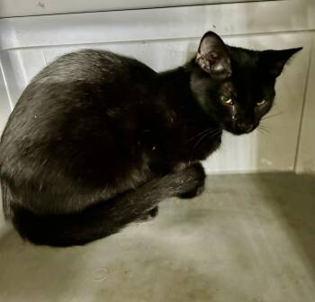 Domestic Short Hair and Siamese Cats Available for Adoption - Belle Terra | PetCurious