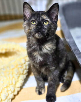 Rescue Domestic Short Hair Cats for Adoption in Novato, California - Elegy | PetCurious