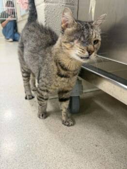 SAMIRA -  Domestic Short Hair Cat for Adoption in Hagerstown, Maryland - SAMIRA | PetCurious