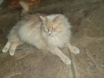 Dill 3595 -  Domestic Long Hair Cat for Adoption in Locust Grove, Virginia - Dill 3595 | PetCurious