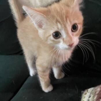 Domestic Short Hair Cats Available for Adoption in Fredericksburg, Virginia - Epic Raider | PetCurious