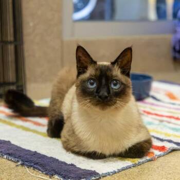 Genesis -  Domestic Short Hair Cat for Adoption in Oakland, California - Genesis | PetCurious