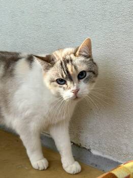 Rescue Domestic Short Hair Cats for Adoption in Chicago, Illinois - Addie | PetCurious