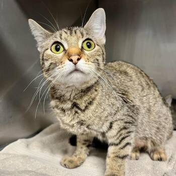 Domestic Short Hair Cats Available for Adoption in Edwardsville, Illinois - Taiga | PetCurious