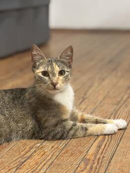 Domestic Short Hair Cats Available for Adoption in Statesboro, Georgia - Margarita | PetCurious