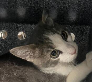 Ladle -  Domestic Short Hair Cat for Adoption in Golden, Colorado - Ladle | PetCurious