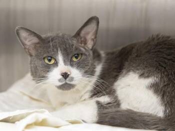 Domestic Short Hair Cats Available for Adoption in Phoenix, Arizona - HENRY | PetCurious