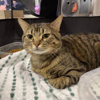 American Shorthair and Manx Cats Available for Adoption in Mountain Home, Arkansas - Salomon | PetCurious