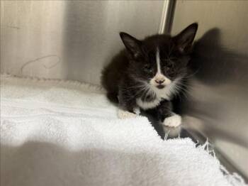 NIBBLES -  Domestic Short Hair Cat for Adoption in Santa Fe, New Mexico - NIBBLES | PetCurious