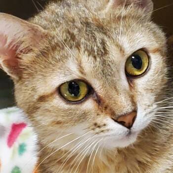 Lizzy -  Tabby Cat for Adoption in Muncie, Indiana - Lizzy | PetCurious