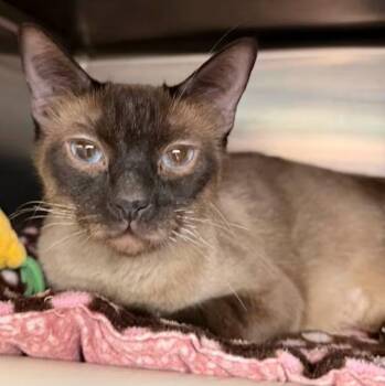 SAHARA -  Siamese Cat for Adoption in Wyandotte, Michigan - SAHARA | PetCurious