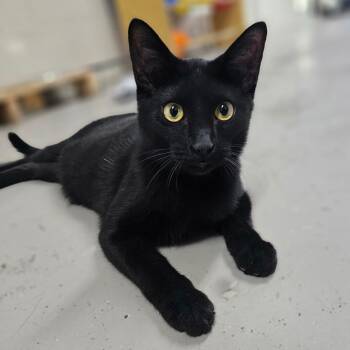 Rescue Domestic Short Hair Cats for Adoption in Laredo, Texas - Donatello | PetCurious