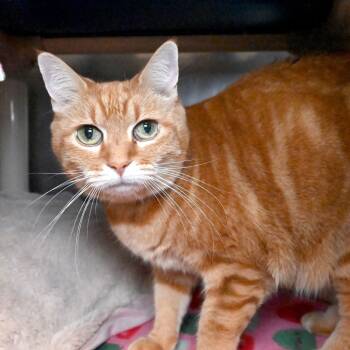 Rescue Domestic Short Hair Cats for Adoption in West Palm Beach, Florida - Tess | PetCurious