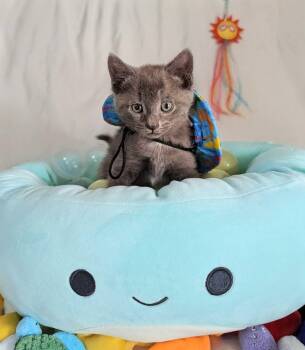 Millicent -  Domestic Short Hair Cat for Adoption in Seven Valleys, Pennsylvania - Millicent | PetCurious
