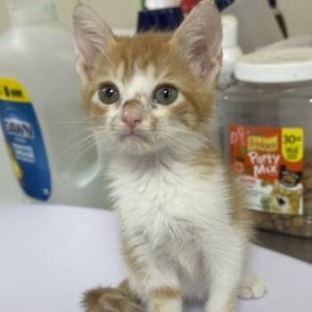 Colquitt 38 Georgina -  Domestic Medium Hair Cat for Adoption in Donalsonville, Georgia - Colquitt 38 Georgina | PetCurious