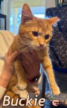 Domestic Short Hair Cats Available for Adoption - Buckie | PetCurious