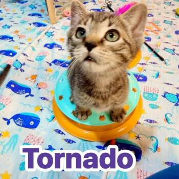 Domestic Short Hair Cats Available for Adoption in Pocono Summit, Pennsylvania - Tornado | PetCurious