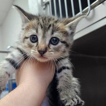 Domestic Short Hair Cats Available for Adoption in Corpus Christi, Texas - Lulu | PetCurious