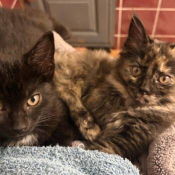 Francesca -  Tortoiseshell Cat for Adoption in Canal Winchester, Ohio - Francesca | PetCurious