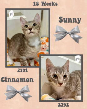 Rescue Domestic Short Hair Cats for Adoption in Holbrook, New York - SUNNY | PetCurious