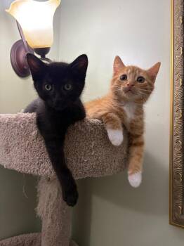 Casey -  Domestic Short Hair Cat for Adoption in Arthur, Ontario - Casey | PetCurious