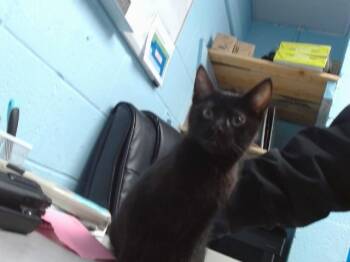 Domestic Short Hair Cats Available for Adoption - SCARLETT | PetCurious