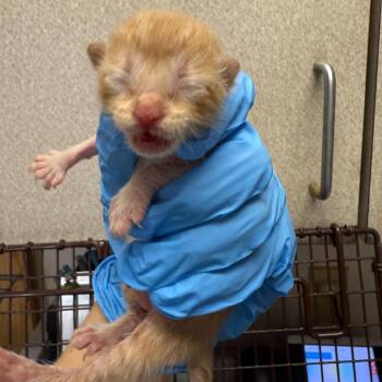 Domestic Short Hair Cats Available for Adoption in San Antonio, Texas - Curly | PetCurious
