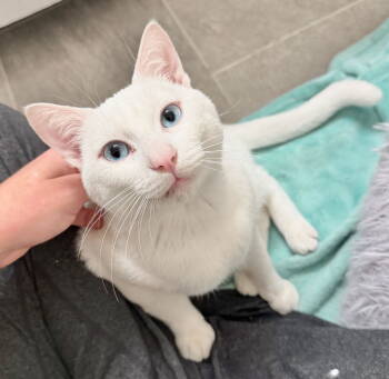Rescue Domestic Short Hair Cats for Adoption in San Luis Obispo, California - Casper - Super Sweet Deaf Cat | PetCurious
