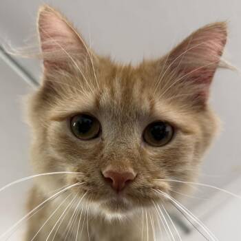 Jubilee -  Domestic Short Hair Cat for Adoption in Auburn, Nebraska - Jubilee | PetCurious