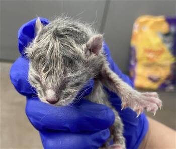 Domestic Short Hair Cats Available for Adoption in Dallas, Texas - SILVER | PetCurious