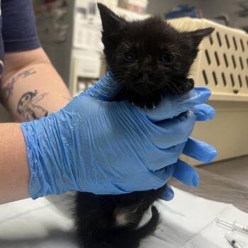 Cobweb -  Domestic Short Hair Cat for Adoption in Summerville, South Carolina - Cobweb | PetCurious