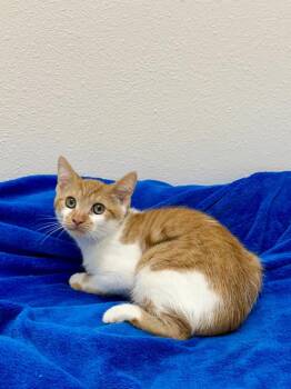 Corn Pops -  Tabby Cat for Adoption in Newberg, Oregon - Corn Pops | PetCurious